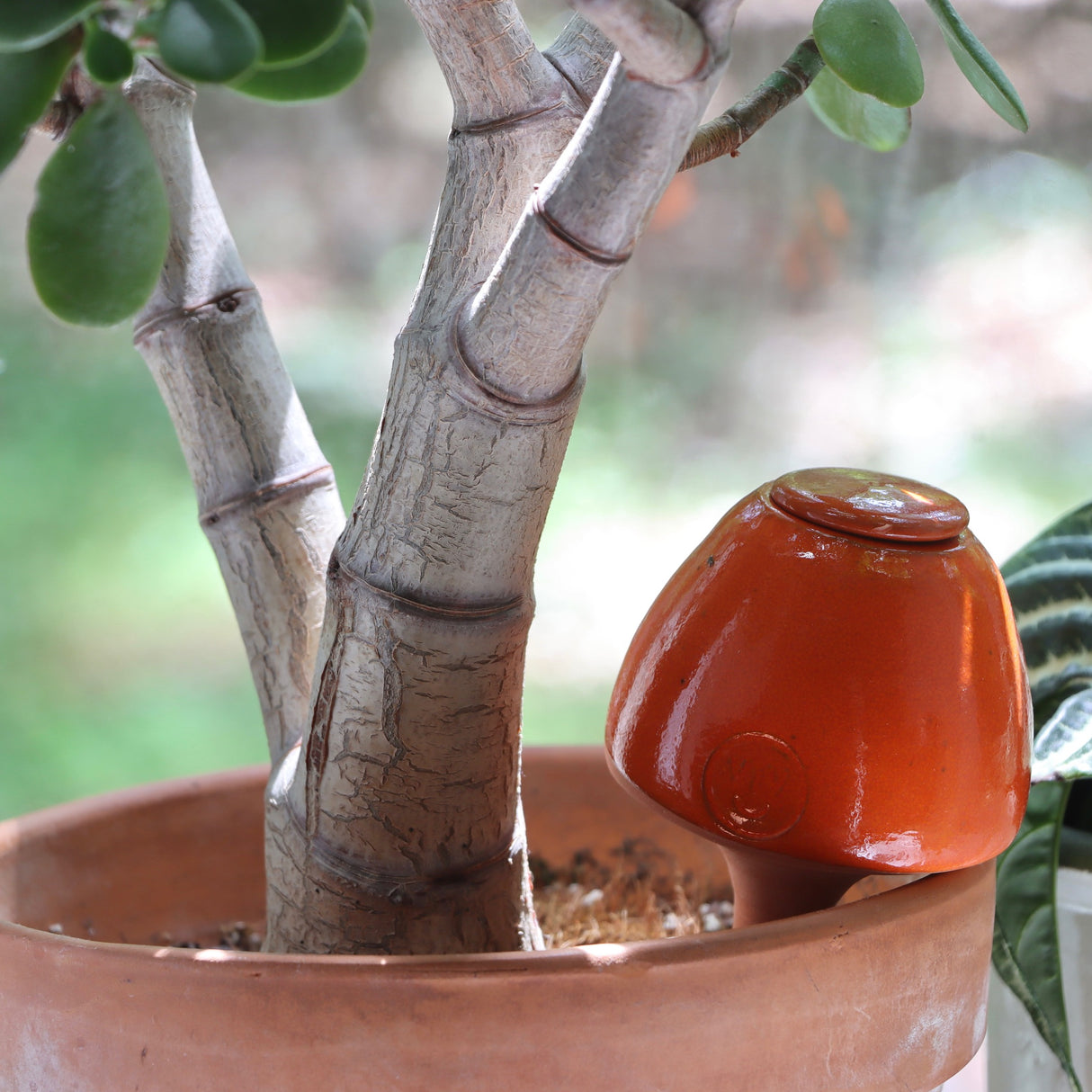 Pottery Olla Champi Cono Water Reservoir - Tangerine - Holistic Habitat 