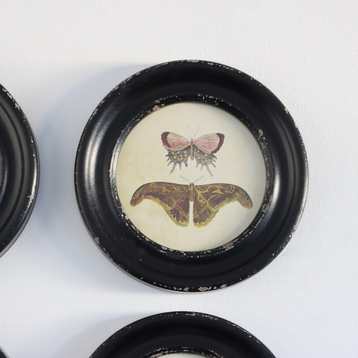 Butterfly Collection-Framed Prints Under Glass Set of 4 - Holistic Habitat 