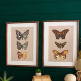 Entomologist Butterfly Framed Prints Under Glass - Set of 2 - Holistic Habitat 