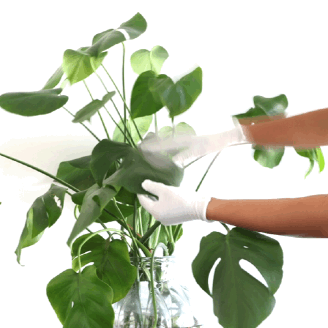 Plant Dusting Gloves- Pair - Holistic Habitat 