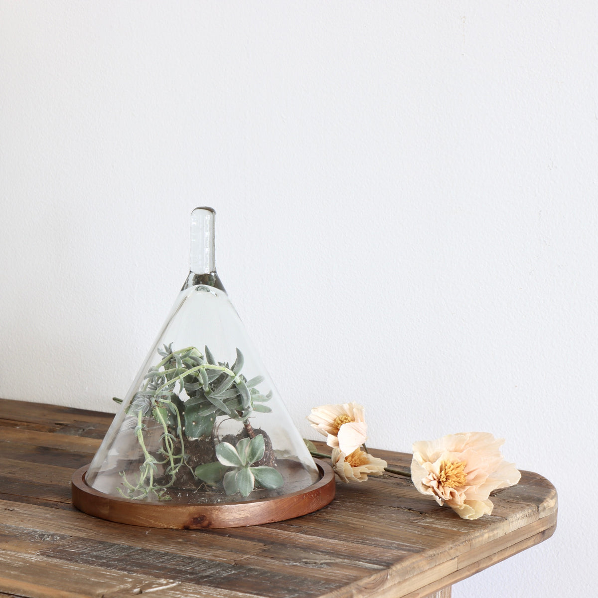 Cone Shaped Glass Cloche with Mango Wood Tray - Holistic Habitat 