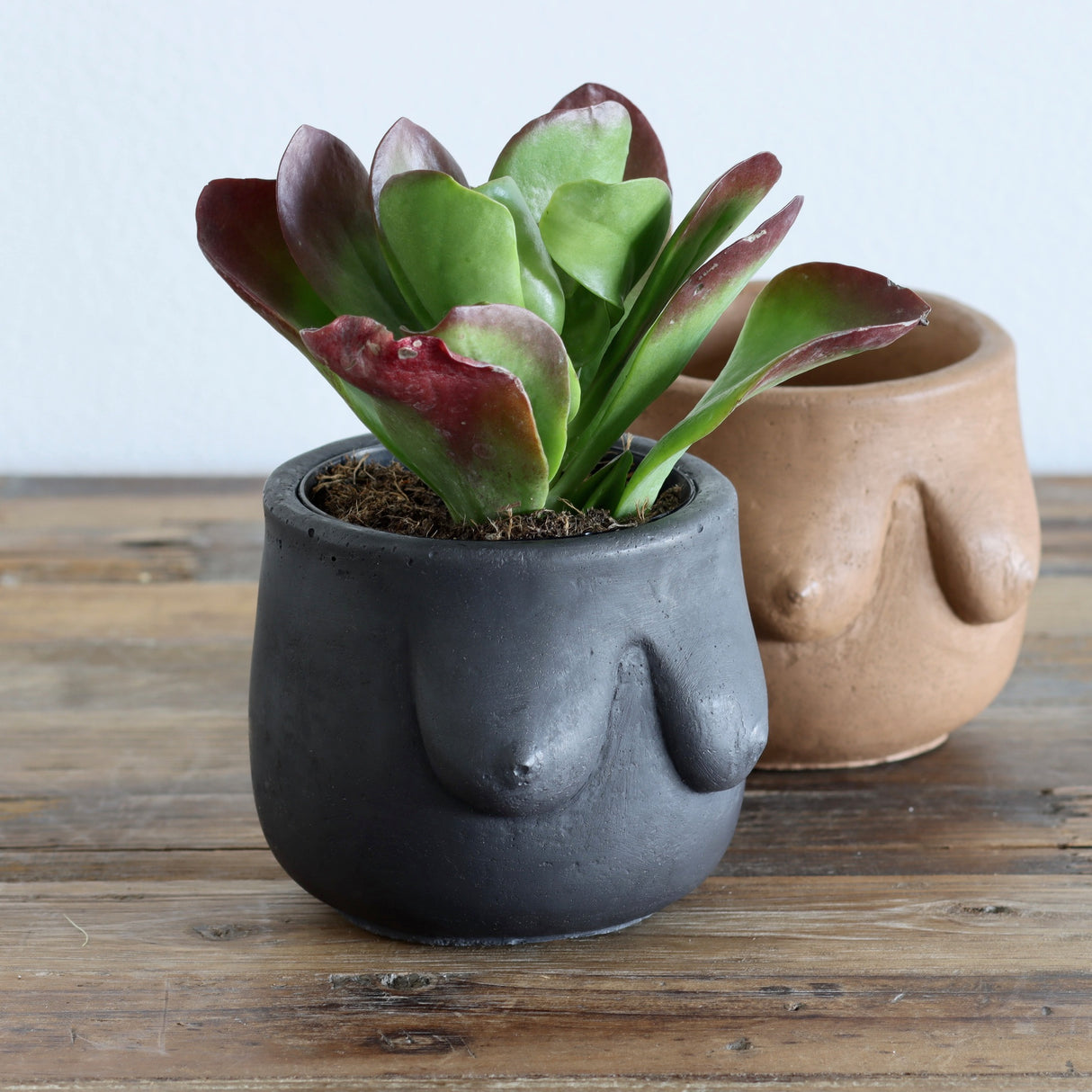 Sein Boob Plant Pot - Coal - Holistic Habitat 