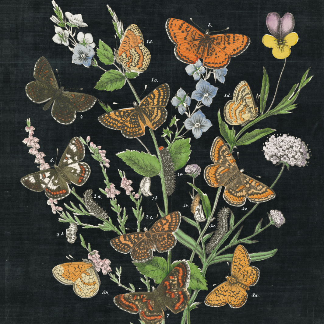 Butterfly Bouquet - Holistic Habitat 