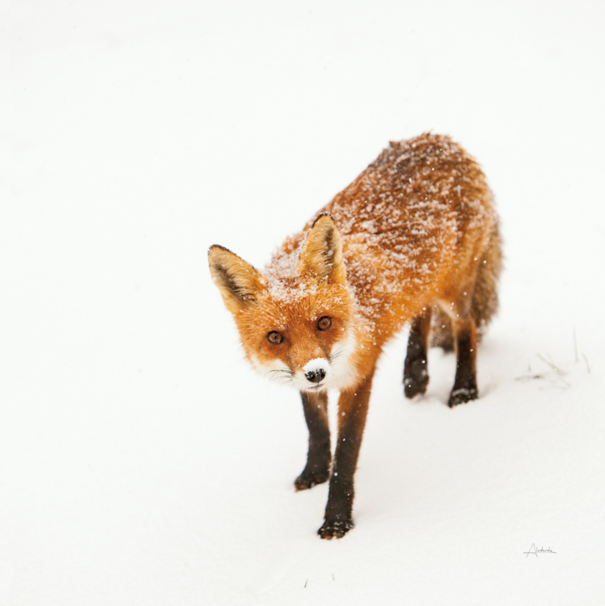 Red Fox - Holistic Habitat 