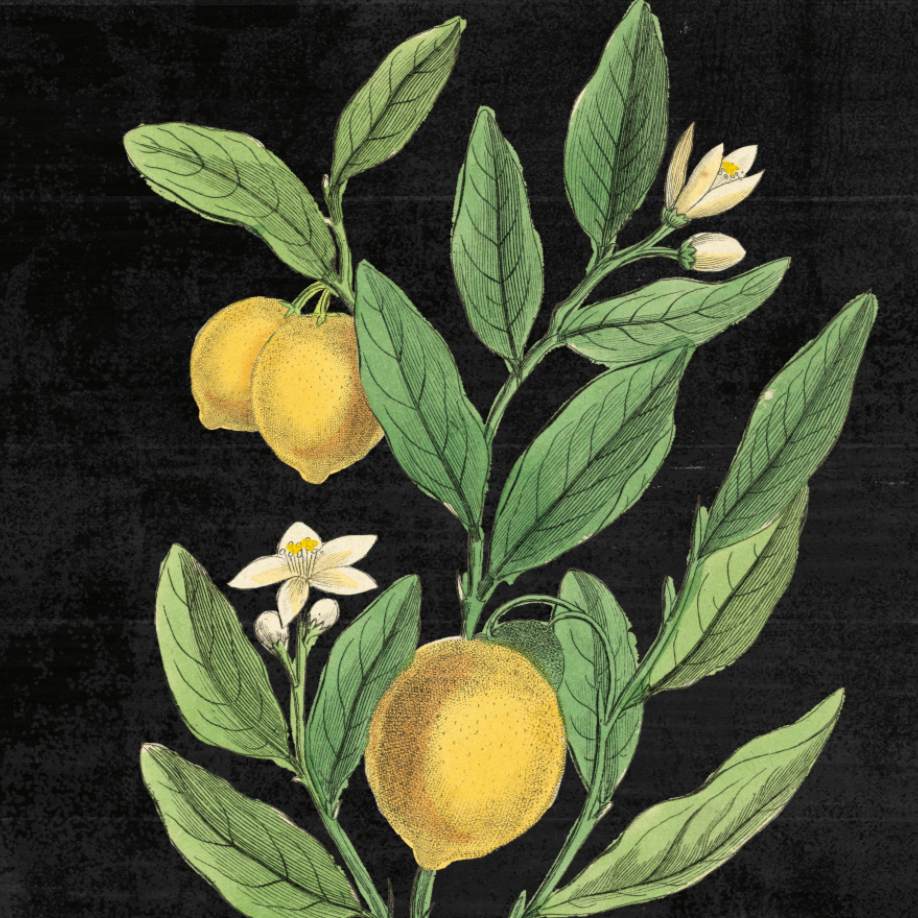 Classic Lemons Botanical - Holistic Habitat 