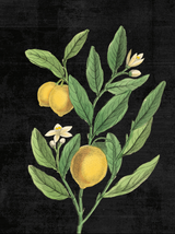 Classic Lemons Botanical - Holistic Habitat 