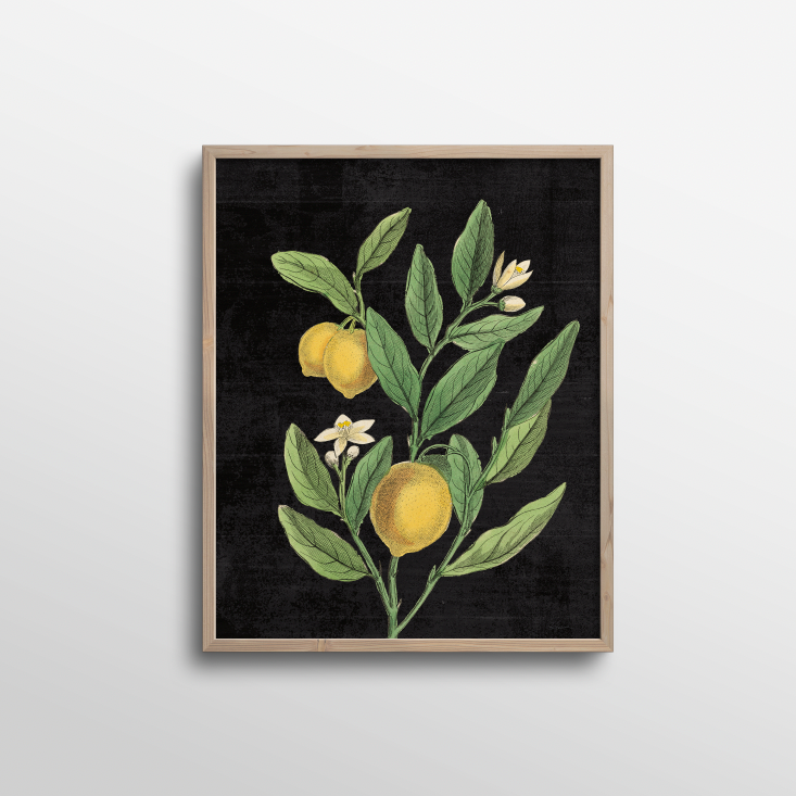 Classic Lemons Botanical - Holistic Habitat 