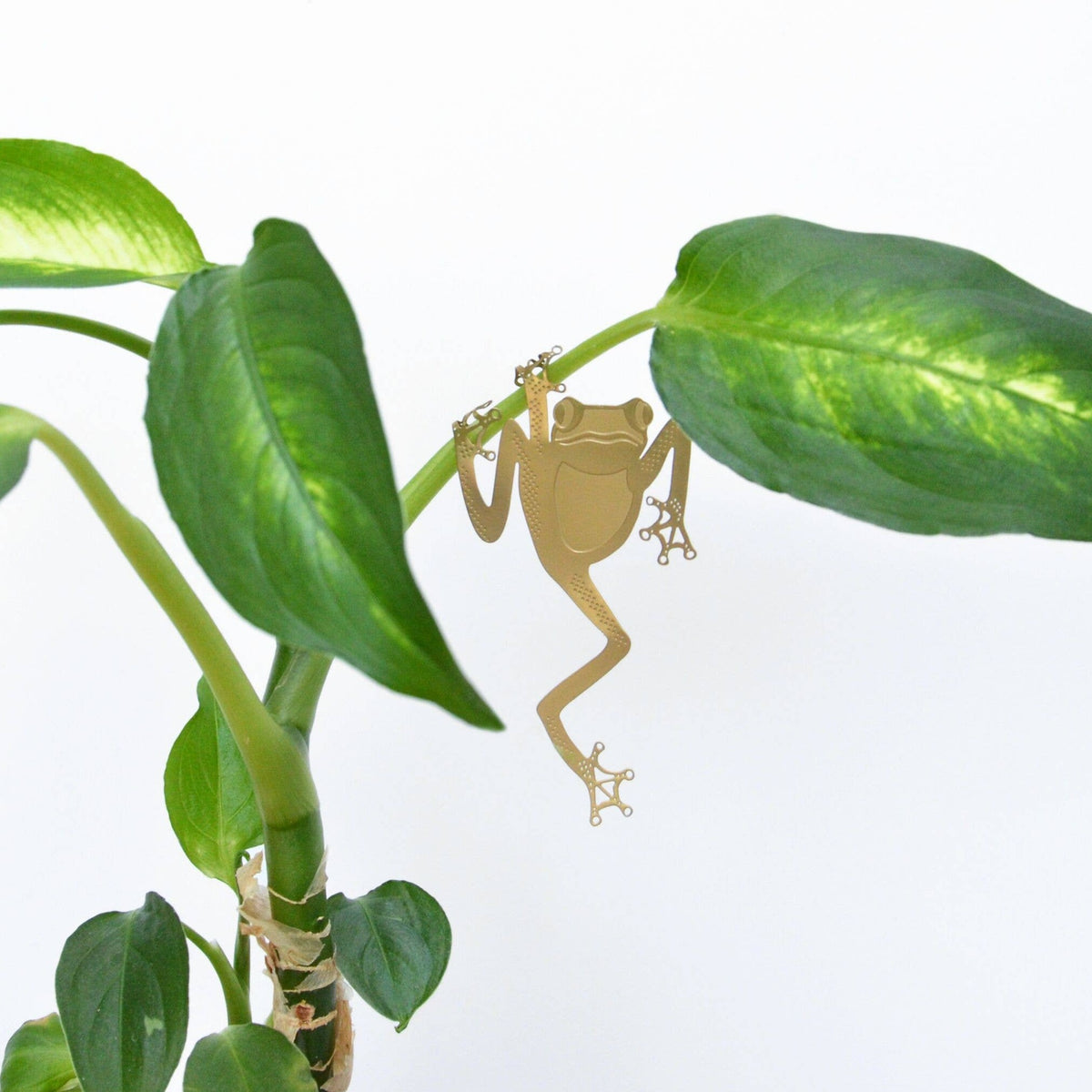 Tree Frog Etched Brass Houseplant Decoration - Holistic Habitat 