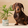 Dachshund Etched Brass Houseplant Decoration - Holistic Habitat 