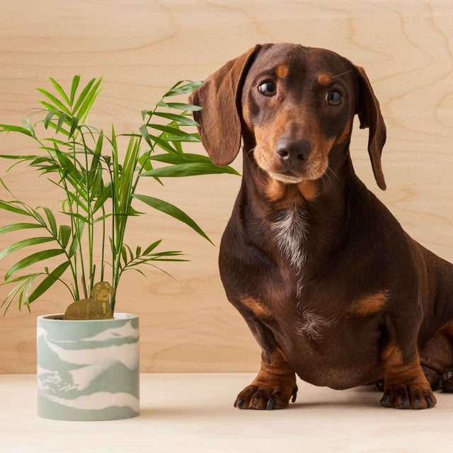 Dachshund Etched Brass Houseplant Decoration - Holistic Habitat 