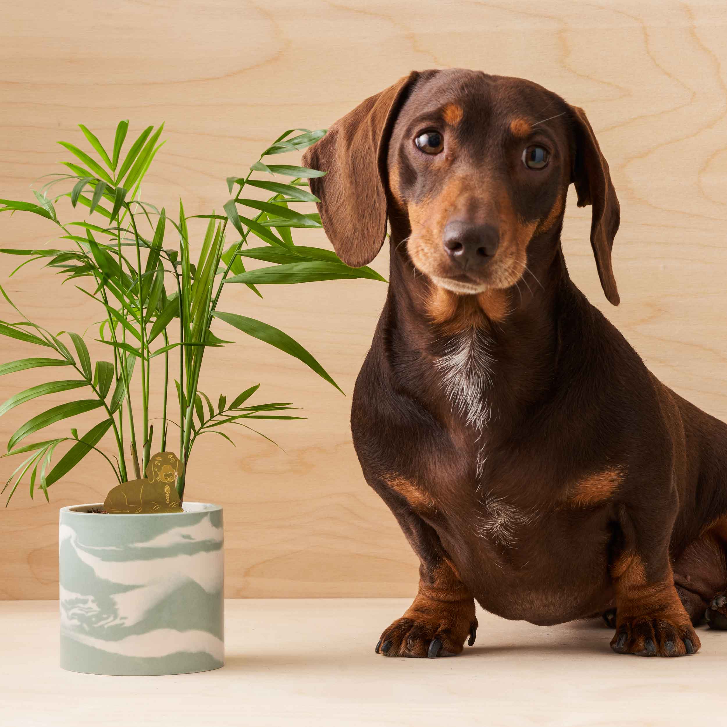 Dachshund vase outlet