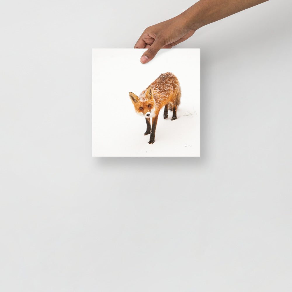 Red Fox - Holistic Habitat 