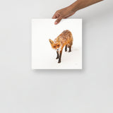 Red Fox - Holistic Habitat 