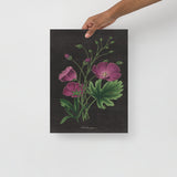 Purple Poppy Botanical - Holistic Habitat 
