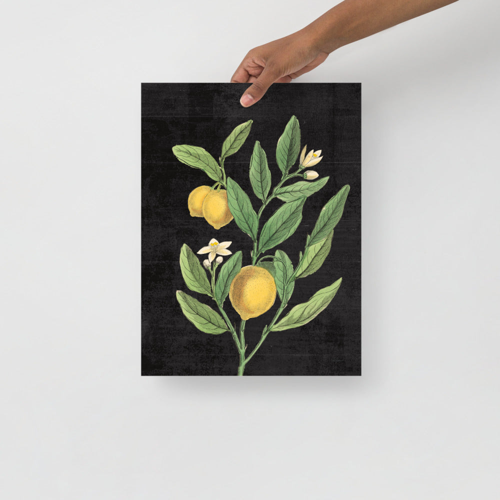 Classic Lemons Botanical - Holistic Habitat 