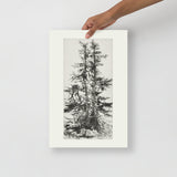 Tree Top Etching II - Holistic Habitat 