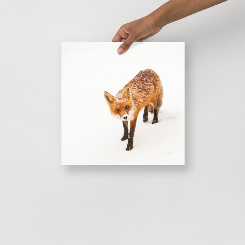 Red Fox - Holistic Habitat 