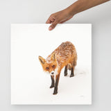 Red Fox - Holistic Habitat 