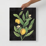 Classic Lemons Botanical - Holistic Habitat 