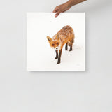 Red Fox - Holistic Habitat 