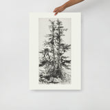 Tree Top Etching II - Holistic Habitat 